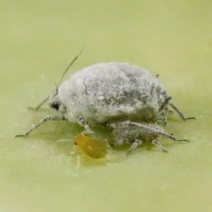 thumbnail for publication: Cabbage aphid Brevicoryne brassicae Linnaeus (Insecta: Hemiptera: Aphididae)